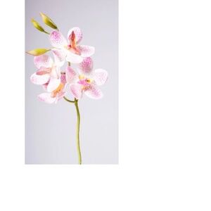 18 Inches Orchid Plant